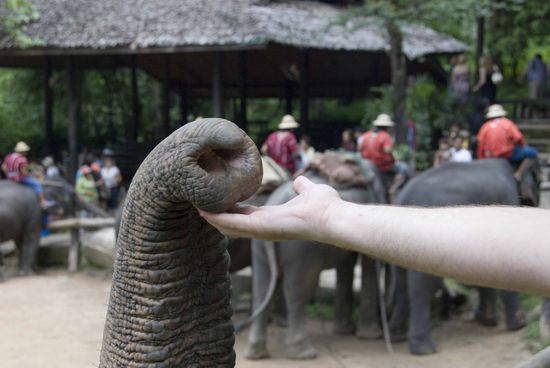 Guten Tag Elefant, gib mir die Hand.