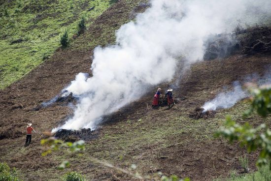 Arbeiten auf Plantagen.