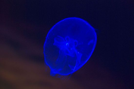 Bilder von Ocean World. Wer hat alle Tierchen erkannt?