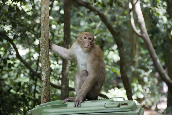 Die Affen waren nicht untätig und schauten, was die Touristen denn so hinterlassen. Vorsicht Langfinger! Die klauen einem alles, was nicht niet- und nagelfest ist.
