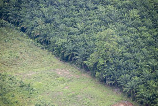 Von oben hat man eine tolle Sicht auf die Umgebung von Krabi.