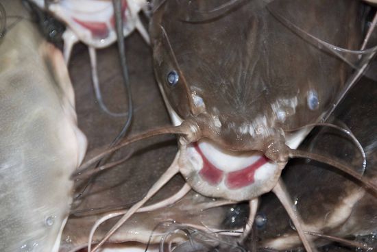 Fischfarm. Dies hier ist ein Catfish (Welsart, Süßwasserfisch), welcher bis zu 3m lang und bis 300 Kilogramm schwer werden kann.