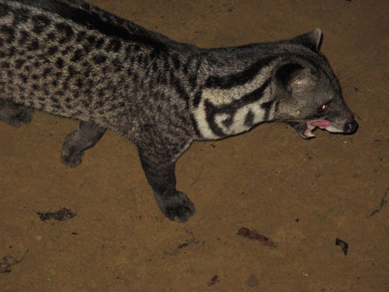Alle Tiere im Camp fotografiert. Von oben: Schweinchen, Libelle, Eidechse, und eine Katzenart.