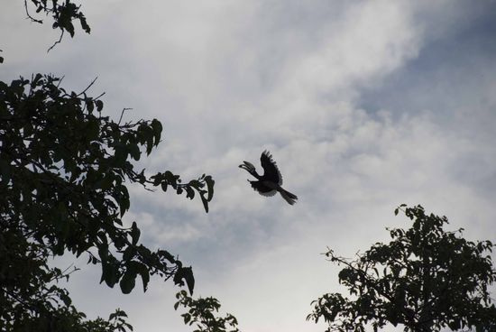 Hornbills (Nashornvögel).