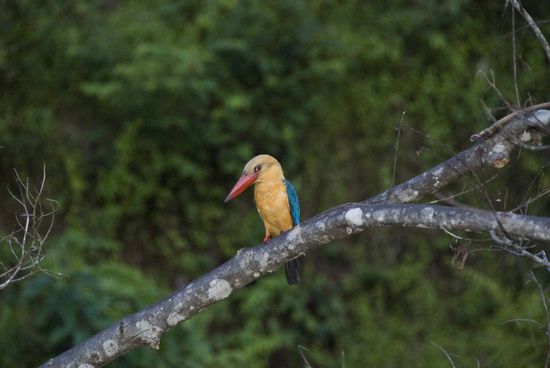 Ein Kingfisher, ein sehr hübscher Vogel wie wir finden.