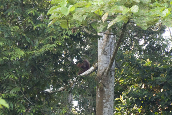 Da ist er ja, „unser“ Orang-Utan. Leider etwas zu weit entfernt, da werden wir wohl noch irgendwie näher heran müssen. Wahrscheinlich in Sepilok, dort gibt es ein Orang-Utan Reservat.