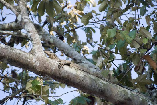 Nochmals eine Eidechse.