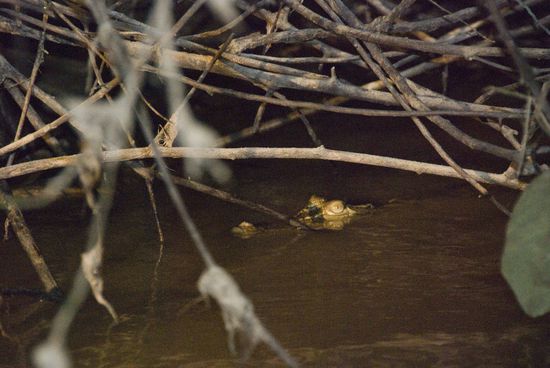 Ein kleines Kroko. Wo wird wohl die Mutter sein, vielleicht direkt unter unserem Boot? Beide Bilder sind von der Nachtsafari.