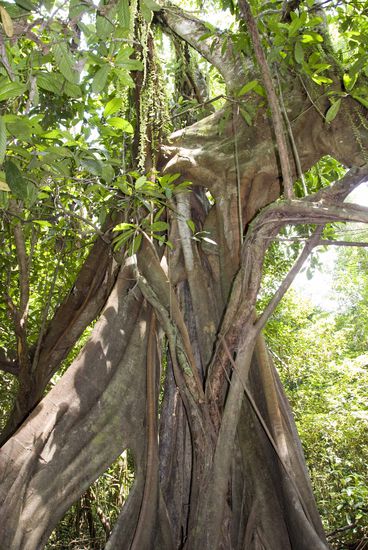 Eine Würgefeige, die ist clever, lässt sich in Form von Samen samt Dünger eines Vogels auf irgendeine Baumkrone setzen, nistet sich dort ein, bekommt dort am meisten Licht, schlägt Wurzeln und verdrängt bzw. vernichtet im Lauf der Jahre den Wirtsbaum. Das hat man davon, wenn man als Baum so freundlich ist und eine Würgefeige großzieht, nichts als Ärger hat man dann mit ihr!