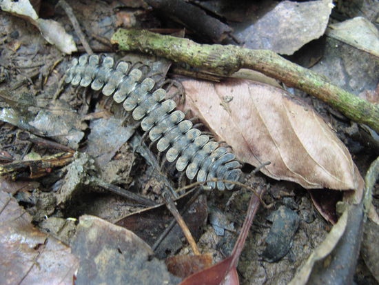 Ein Tausendfüßler, dieser rollt sich bei Gefahr zu einer Kugel zusammen.