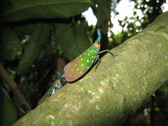 Irgendein Falter, mit blauer Antenne.