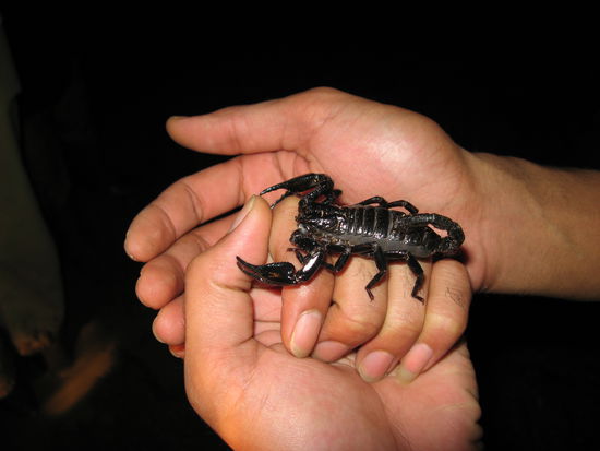 Ein Skorpion, anscheinend nicht so giftig wie immer angenommen wird.