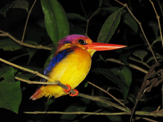 Nochmals ein Kingfisher.