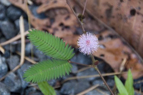 Wenn man diese Blätter berührt, ziehen sie sich zusammen. Sieht lustig aus.