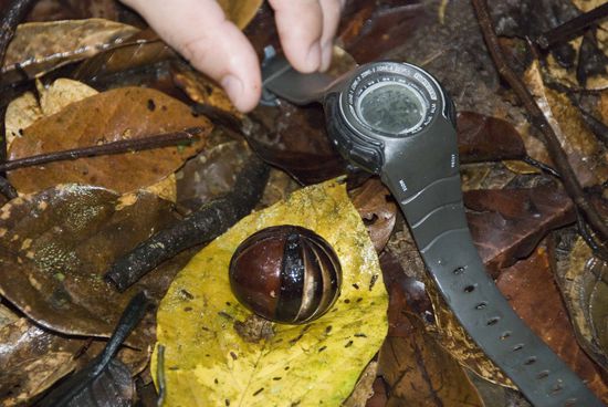 Nochmals ein Tausendfüßler wie schon bei Uncle Tan gesehen, hier hat er sich eingerollt.