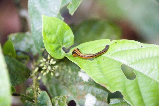 Hier ist so ein Fiesling, ein Tiger-Leech (Blutegel).