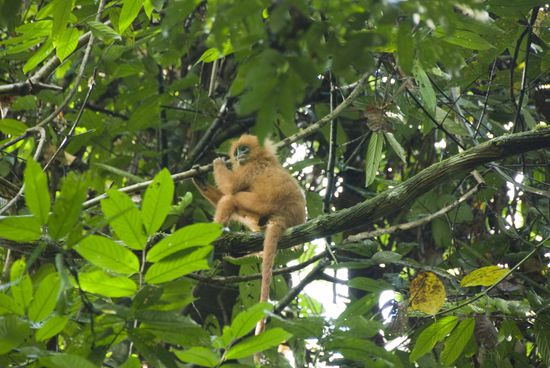 Ein paar Affen (hier Red Leaf Monkeys) haben wir 100 Meter von der Lodge entfernt gesehen...
