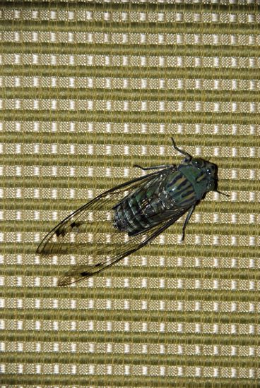 Zikade, diese erzeugen Geräusche wie eine Kettensäge.