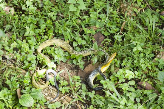 … und andere machten auch vor den Grenzen der Lodge nicht halt.