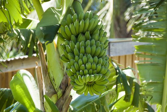 Es gab übrigens nicht nur Bananen.