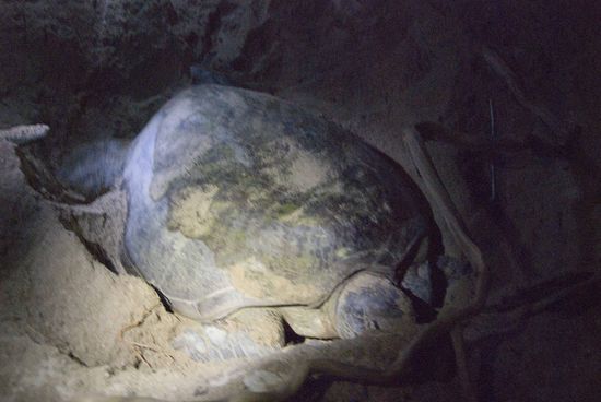 Gegen 21.00 Uhr ging es los, eine bis zu 180 Kilogramm schwere Schildkröte gräbt ein Loch für die …
