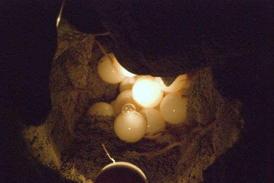 … Eiablage, heute waren es bei ihr 108 Eier.