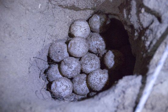 Die Eier wurden eingesammelt und …