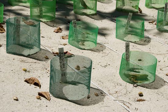 … in diesen geschützten Bereich gebracht. Je nachdem, wo die Ranger die Eier vergraben, bestimmen sie das Geschlecht mit. Sonnenplatz (32°) ergibt eher Weibchen, Schattenplatz (28°) eher Männchen.