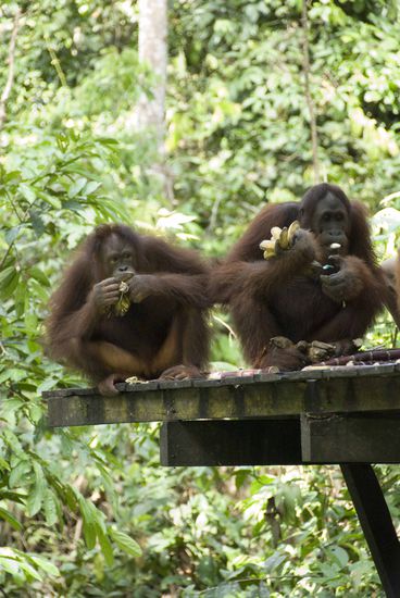 „Ich bin der König im Affenstall …