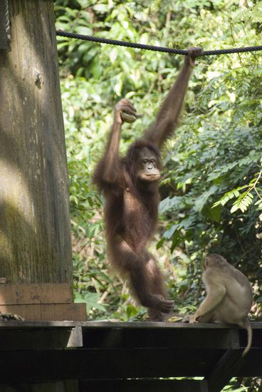 …der größte Klettermax, …