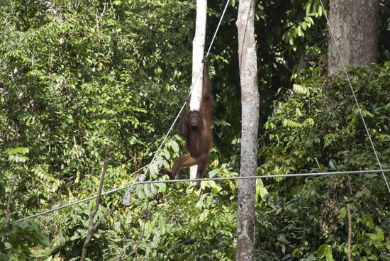 … spring ohne Hast von Ast zu Ast, das ist für‘n Sportler ein Klaks!“