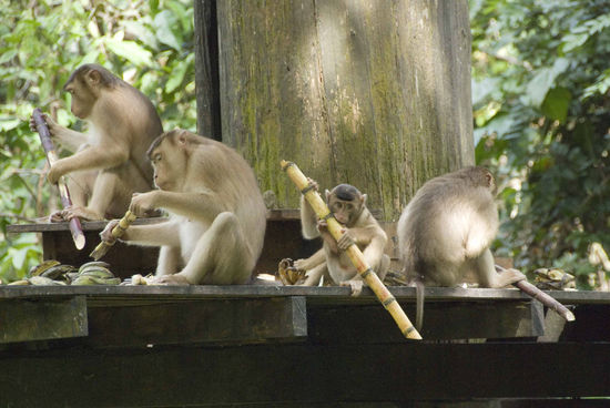 Diese Affen wissen auch, dass es hier regelmäßig Futter gibt. Der kleinste hat sich wieder mal das größte Stück unter den Nagel gerissen.