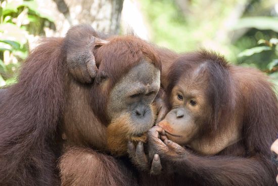 Da sind sie ja wieder, unsere Orang-Utans, dieses mal nur zwei Meter entfernt.