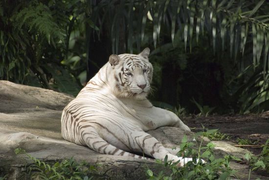 Sieht man auch nicht alle Tage, ein weißer Tiger, drei Stück gab es von denen.