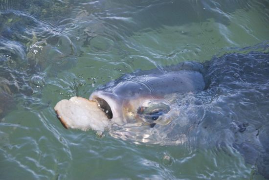 Szenenwechsel. Wie oben kurz erwähnt, waren wir wieder mal Fische füttern. Diese kommen immer bei Flut an einer bestimmten Stelle an und holen sich ihr Brot ab.