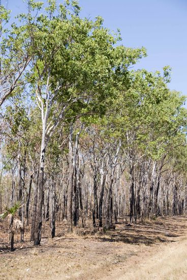 So sieht es nach der Abbrennaktion aus, die Bäume sind unten leicht angekokelt, das macht ihnen aber nichts aus.