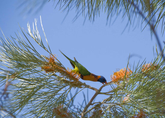 Ein Rainbow Lorikeet (dt.=Allfarblori).