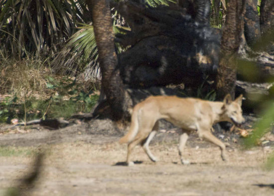 Ein Dingo, ist ein wieder verwilderter Haushund.