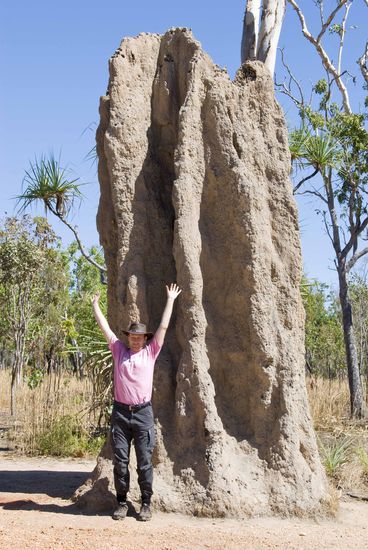 … sondern sooooo groß sind manche Termitenhügel.