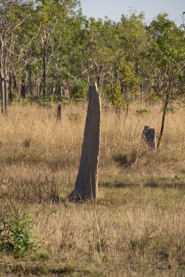 Bauten der Kompasstermiten.