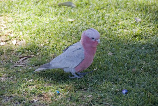 Hübsche Tierchen sind uns auch in Alice Springs vor die Linse gehüpft.