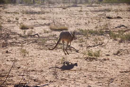 Ob es wohl Spuren von diesem Hüpfer waren?
