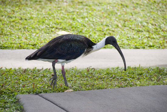 Ibis.