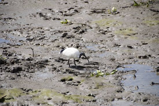 Jabiru (Black-necked stork).
