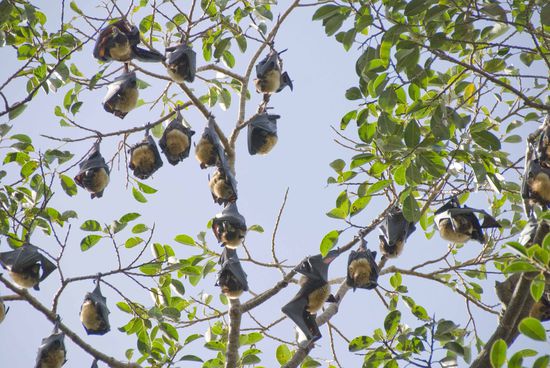 Flughunde. Eigentlich nachtaktiv, streiten aber tagsüber wie kleine Kinder.