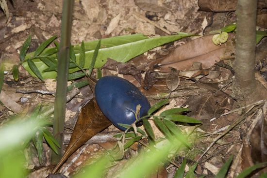 Das hier ist die Cassowary Pflaume, heißt wirklich so, ihr könnt euch sicherlich denken, von wem diese Frucht besonders gern gegessen wird?
