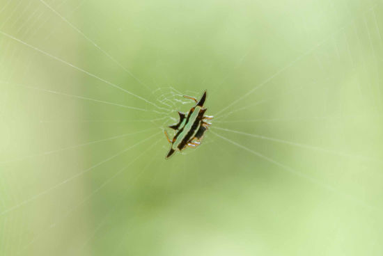 Im Vergleich sieht diese  Spinne doch harmlos aus.