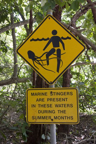 Wir hatten nämlich Glück, denn es ist momentan keine Quallen-Saison. So schön wie diese Viecher im Aquarium in Bangkok aussehen, Berührungen mit ihnen können schmerzhaft bis tödlich sein! Quallenbisse sofort mit Essig behandeln.