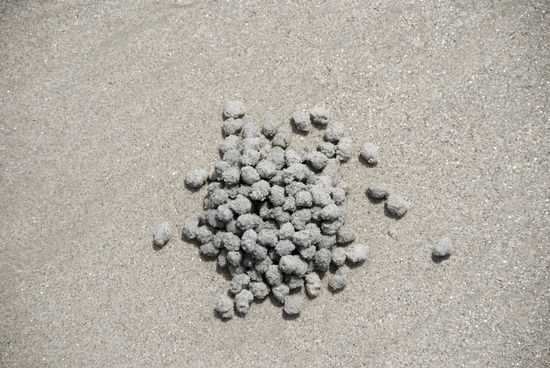 Die Bilder können meistbietend ersteigert werden. Die Negative werden bei Zahlungseingang ausgehändigt.