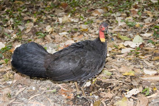 Brush Turkey. Diese Truthahn-Art sieht man in Queensland ziemlich oft, im Gegensatz zum …